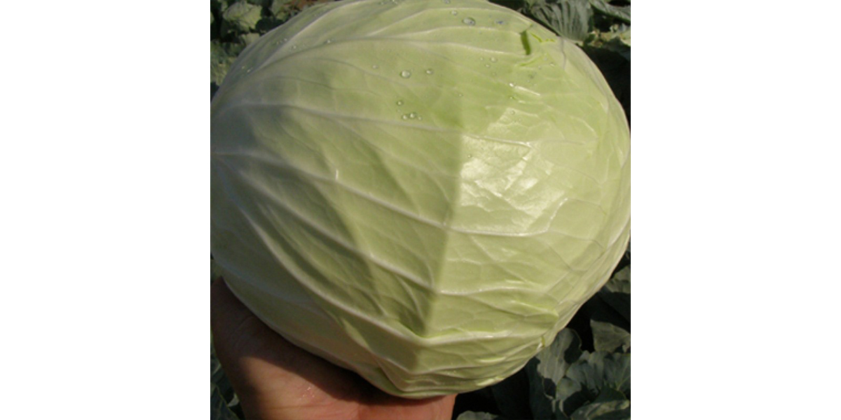 მენზანია F1