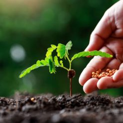 სათესლე მასალები