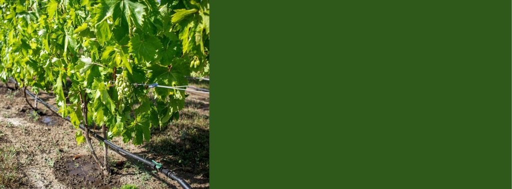 სარწყავი სისტემები AGRONOVA | აგრონოვა | დანერგე ნოვაცია