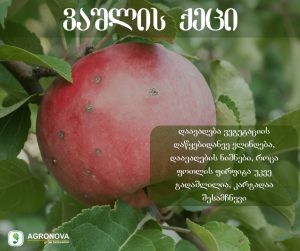 როგორ ვებრძოლოთ ვაშლის ქეცს?!