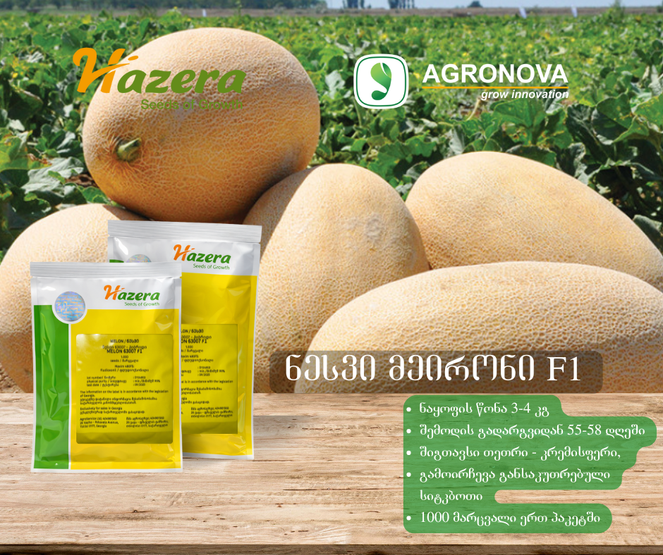 ნესვი MEIRON F1 | ნესვის თესლები | ნესვის თესვა