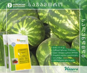 საზამთროს ჰიბრიდი SPLENDID F1 | საზამთრო | საზამთროს თესლი | აგრონოვა | საზამთრო SPLENDID F1